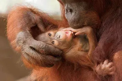 Orang mom and baby jigsaw puzzle