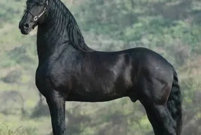 Beautiful black horse