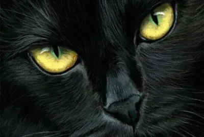Black kitty