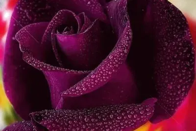 rose