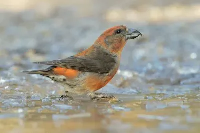 Crociere il pattinatore