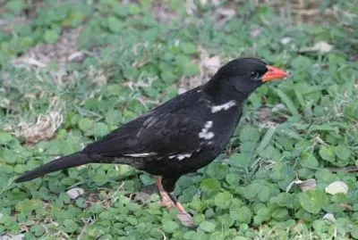 Tessitore dei bufali beccorosso