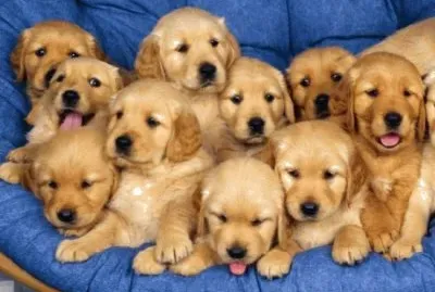 Cuccioli golden retriever