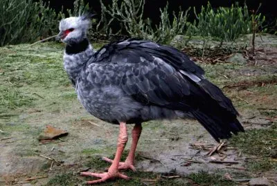 Kaimichi dal collare