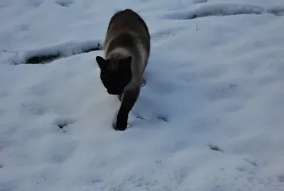 mia dans la neige