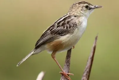 Cisticola