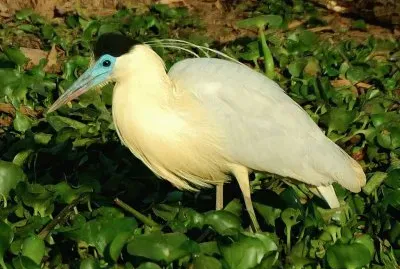 Airone dal cappuccio