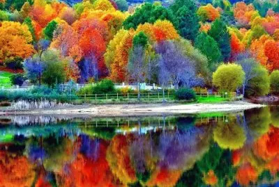 floresta jigsaw puzzle