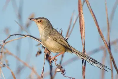 Prinia parda