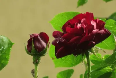 rosa  "Malicorne " jigsaw puzzle