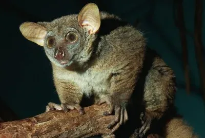 Galago