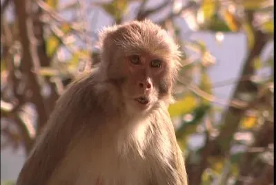 Macaco rhesus