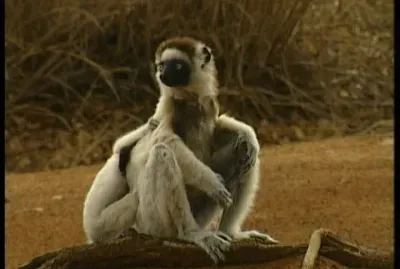 Sifaka di verreaux
