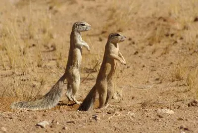 Xerus inauris