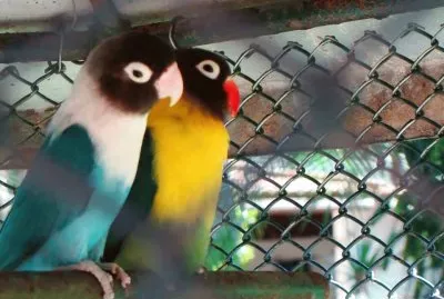 natureza jigsaw puzzle