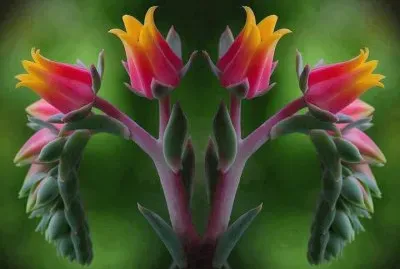 natureza