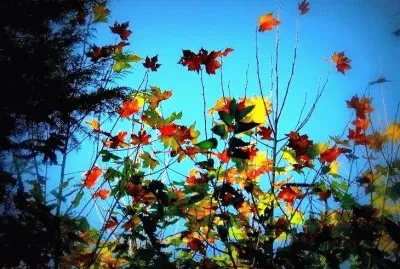 natureza jigsaw puzzle