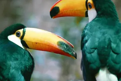 natureza jigsaw puzzle