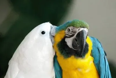 natureza jigsaw puzzle