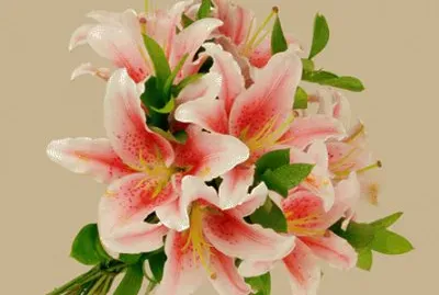 פאזל של natureza