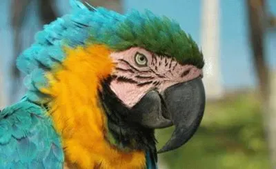 natureza jigsaw puzzle