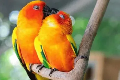 natureza jigsaw puzzle