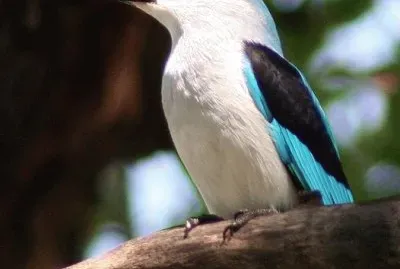 natureza jigsaw puzzle