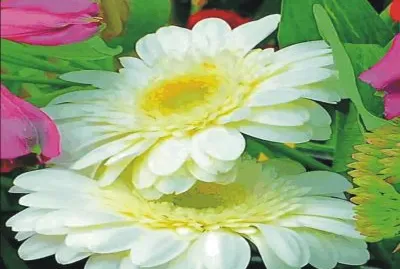 פאזל של Marigold