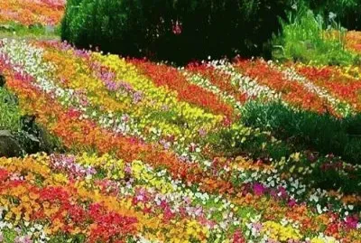 imagem jigsaw puzzle