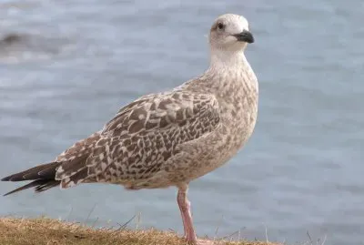 gabbiano jigsaw puzzle