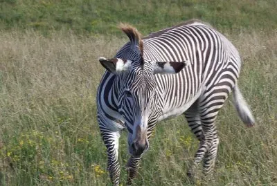 Zebra di grevy