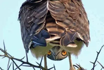 natureza jigsaw puzzle