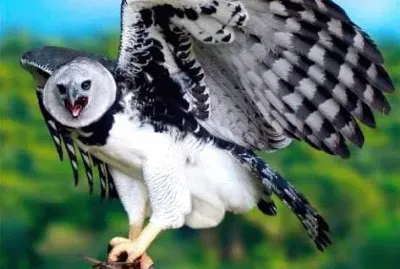 natureza jigsaw puzzle