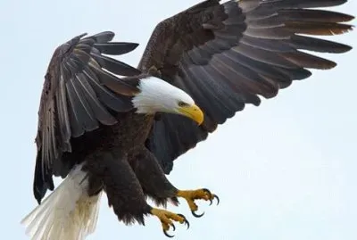 natureza jigsaw puzzle