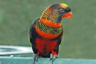 natureza jigsaw puzzle