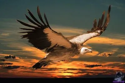 natureza jigsaw puzzle