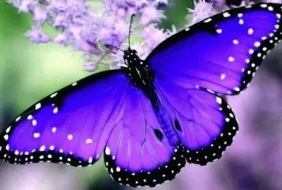 Precious Purple Butterfly jigsaw puzzle