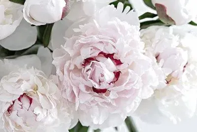 פאזל של natureza