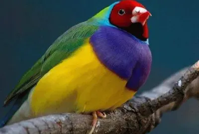 natureza jigsaw puzzle