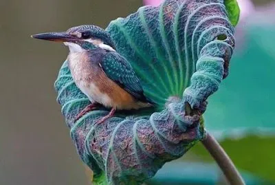 natureza