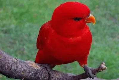 natureza jigsaw puzzle