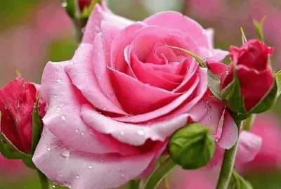 roses