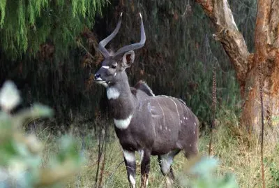 Nyala di montagna