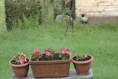 mia sur le cabanon