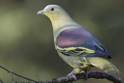 Piccione verde frontegrigia