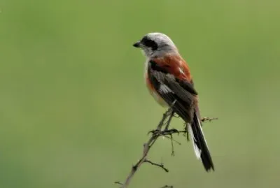 Averla dorsorossiccio