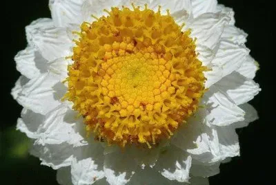 flores jigsaw puzzle