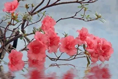 flores jigsaw puzzle