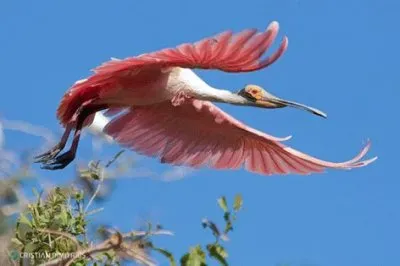 natural jigsaw puzzle