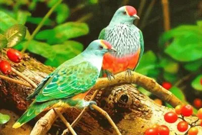 natural jigsaw puzzle